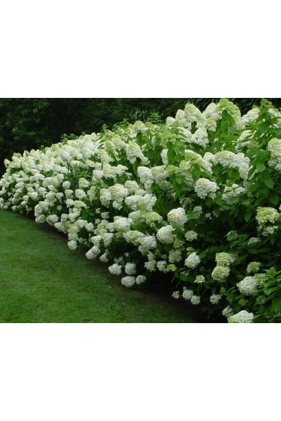 Гортензія волотиста Лаймлайт квітучий живопліт