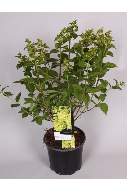 Гортензія Лаймлайт в горщику 5 л