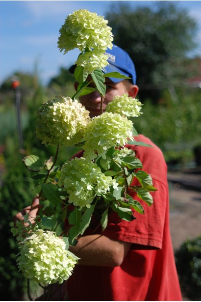 Hydrangea paniculata Limelight PBR/®