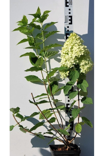 Гортензія Лаймлайт саджанець 60-80 см