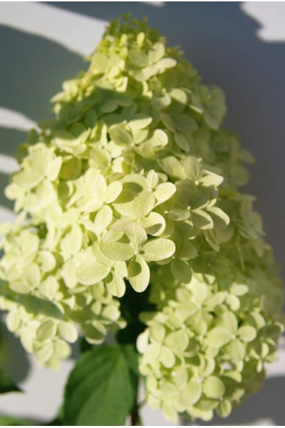 Гортензія біла квітка