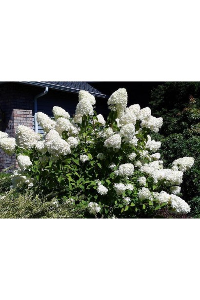 Гортензія біла