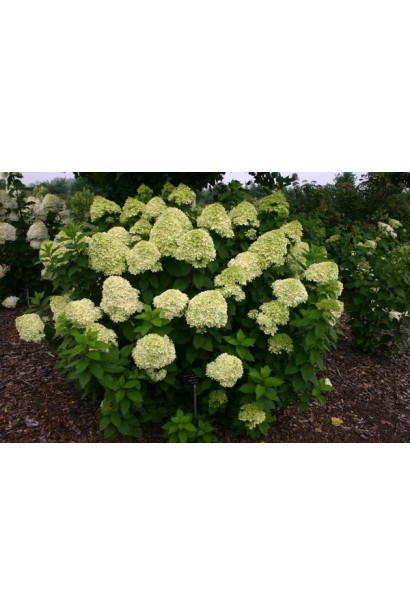 Гортензія Лаймлайт округлий кущ