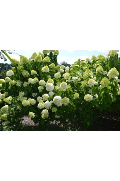 Гортензія волотиста Лаймлайт кущ