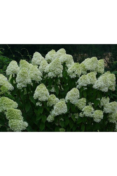 Гортензія волотиста Лаймлайт PBR/®