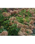 Гортензия метельчатая Лаймлайт PBR/® | Hydrangea paniculata Limelight PBR/® | Гортензія метельчата Лаймлайт PBR/®