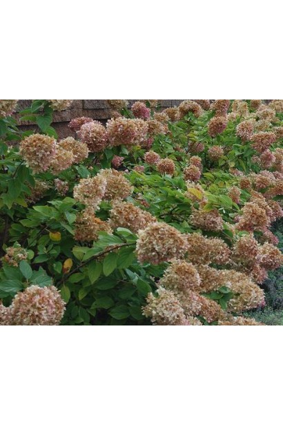 Гортензія Лаймлайт відцвітвння