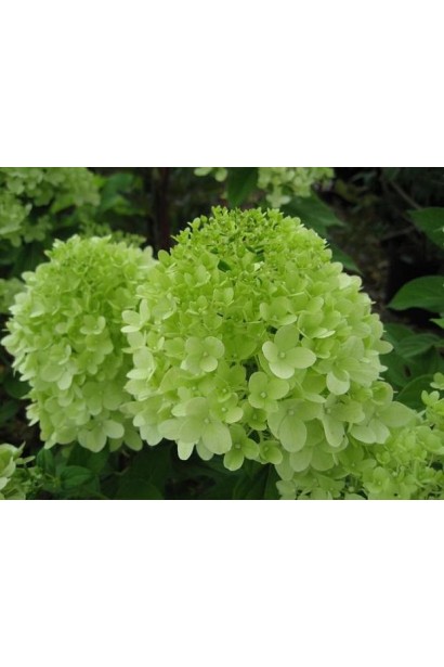 Гортензія Лаймлайт великі суцвіття
