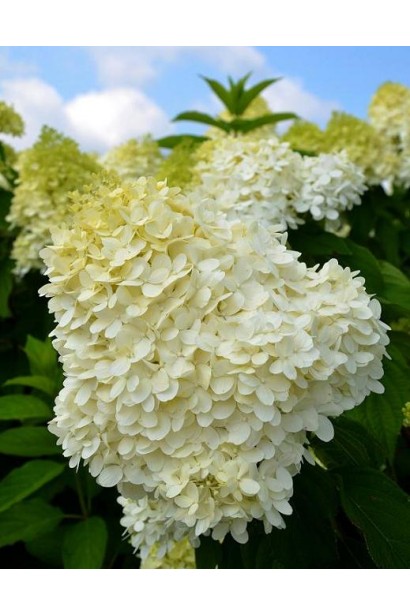 Гортензія волотиста Лаймлайт конусовидні суцвіття