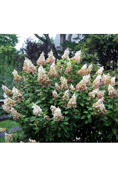 Гортензія Пінкі Вінкі компактний кущ