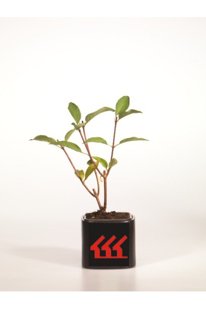 Гортензія Пінкі Вінкі контейнер Р9