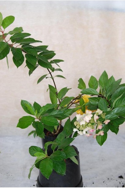 Гортензія Пінкі Вінкі 