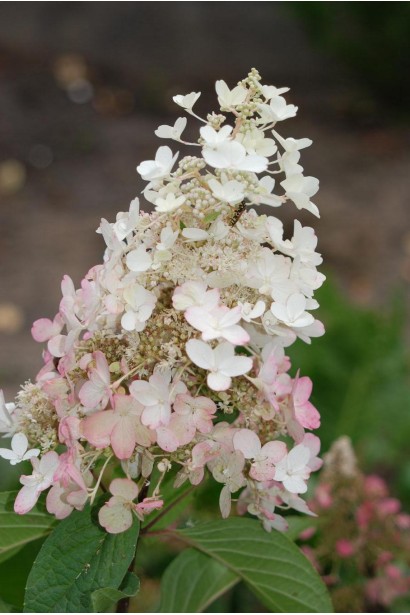 Hydrangea Pinky Winky 