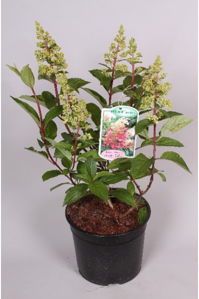 Гортензія Пінкі Вінкі  саджанець в контейнері