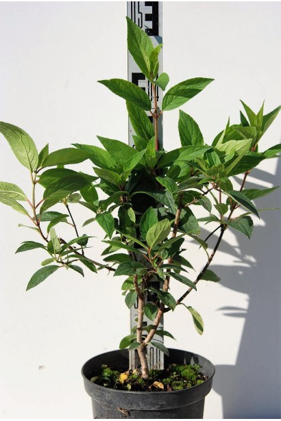 Гортензія Пінкі Вінкі контейнер 3 л 