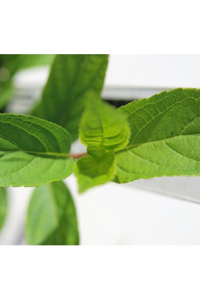 Гортензія волотиста Пінкі Вінкі листя