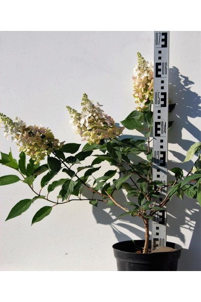 Гортензія Пінкі Вінкі саджанець 40-50 см