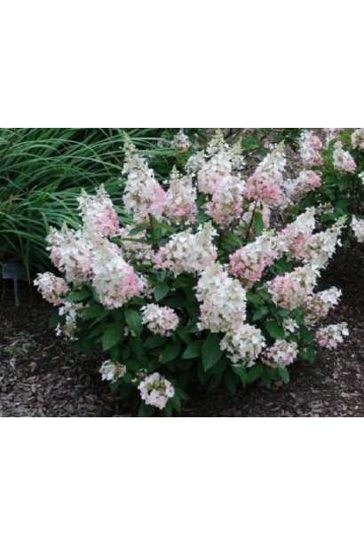 Гортензія волотиста Пінкі Вінкі PBR/®