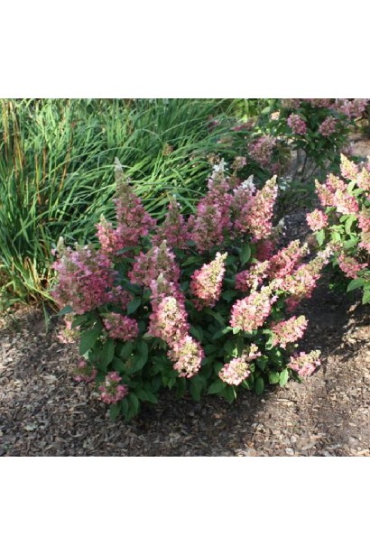 Гортензія Пінкі Вінкі цвітіння