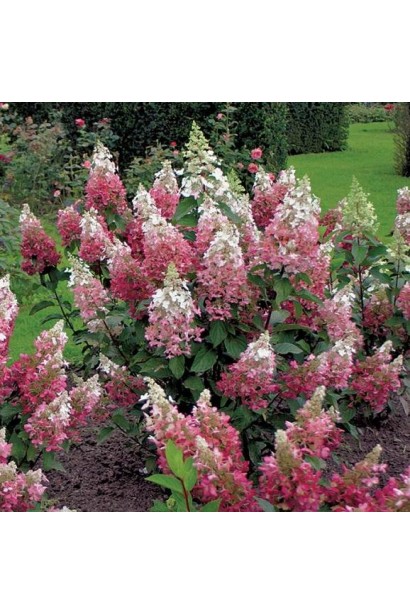 Біло-червона гортензія