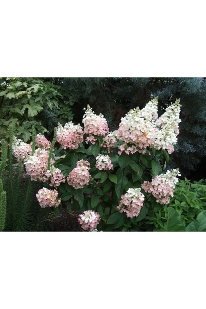 Гортензія Пінкі Вінкі волоті