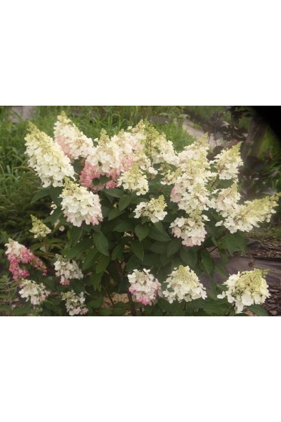 Hydrangea paniculata Pinky Winky PBR/®
