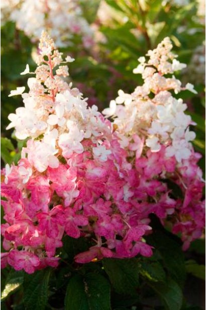 Гортензія Пінкі Вінкі конусоподібні суцвіття