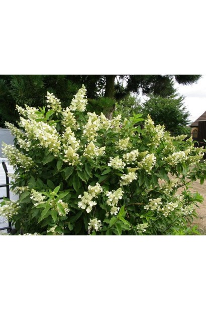 Гортензія волотиста Юнік цвітіння