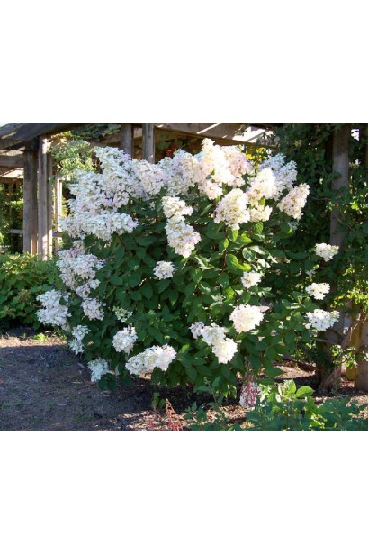 Гортензія волотиста Юнік пишний квітучий кущ