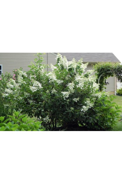 Гортензія волотиста Юнік в ландшафті