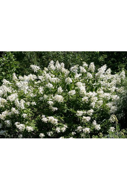 Гортензія Unique рясне цвітіння