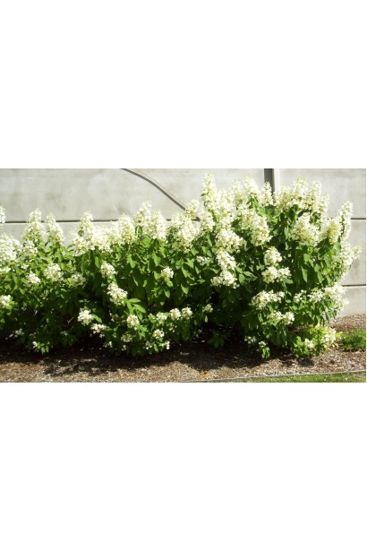 Гортензія волотиста Юнік