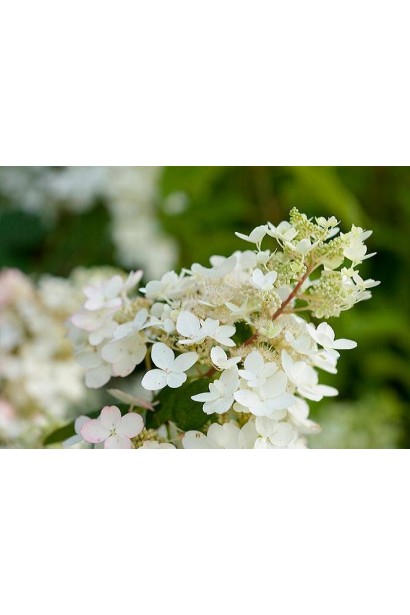Hydrangea paniculata Unique