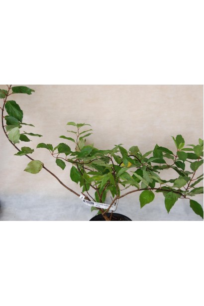 Гортензія волотиста Юнік саджанець