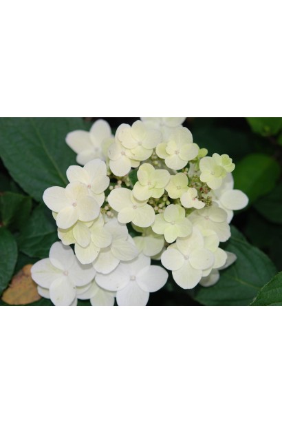 Гортензія волотиста Юнік біла квітка