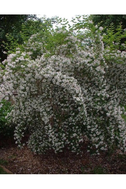 Кольквіція Пінк Клоуд розкидистий квітучий кущ з повислими гілками