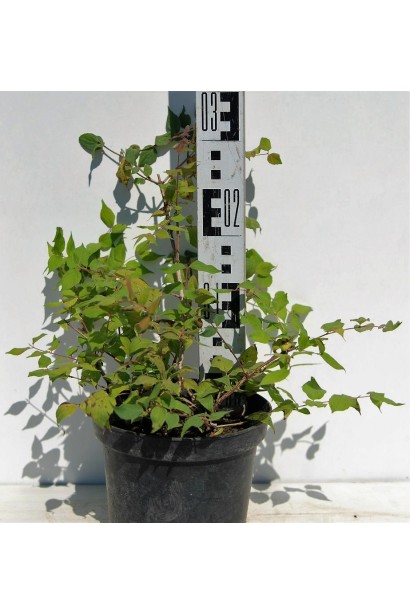 Кольквіція Пінк Клоуд саджанець 20-30 см