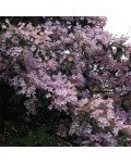 Кольквиция прелестная Пинк Клоуд | Кольквіція чарівна Пінк Клоуд | Kolkwitzia amabilis Pink Cloud