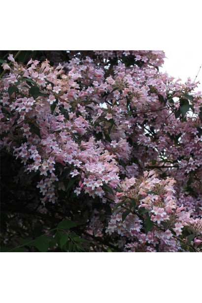 Linnaea amabilis Pink Cloud