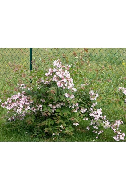 Kolkwitzia amabilis Pink Cloud