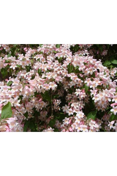 Кольквіція рожева Пінк Клоуд рясне цвітіння