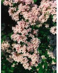 Кольквіція чарівна Пінк Клоуд | Кольквиция прелестная Пинк Клоуд | Kolkwitzia amabilis Pink Cloud