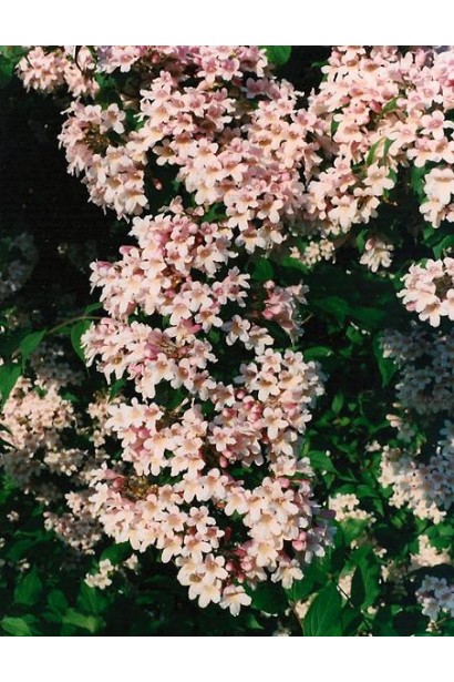 Кольквіція чарівна Пінк Клоуд