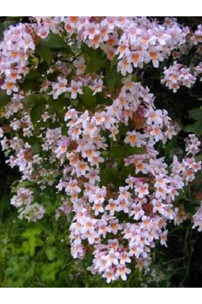 Кольквіція Пінк Клоуд рожеві квіти-дзвіночки зібрані в щитовидні суцвіття