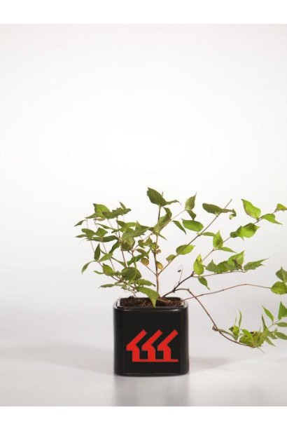 Кольквіція Пінк Клоуд контейнер Р9