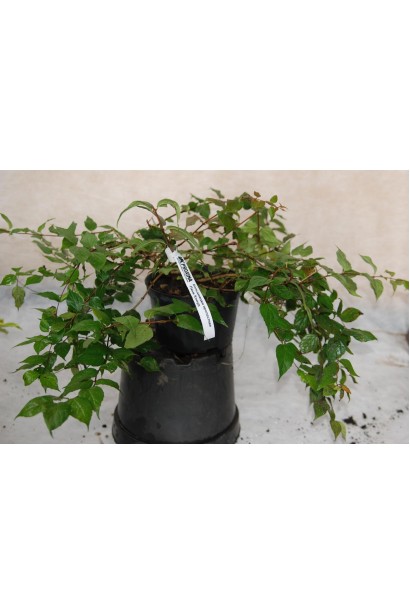 Кольквіція Пінк Клоуд в контейнері 5 л