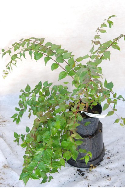 Кольквіція Пінк Клоуд в горщику 5 л