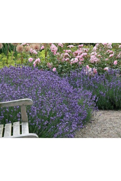 Лаванда фиолетовая в ландшафте