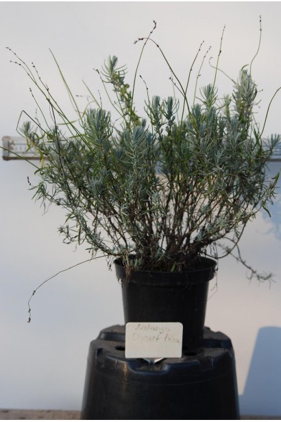 Лаванда Дварф Блю в контейнере