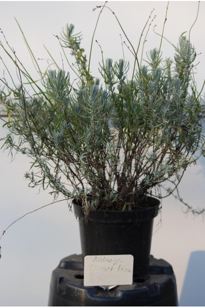 Лаванда узколистная Дварф Блю в горшке